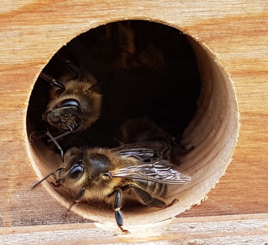 Upstairs Downstairs Beehive Modification Kits